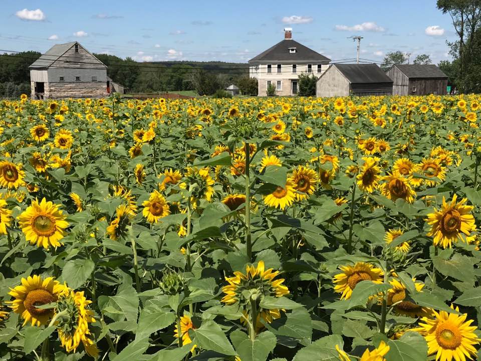sunflower farm short term rentals in Connecticut
