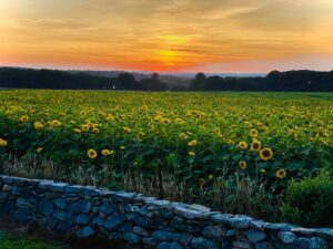 griswold connecticut sunflower farm buttonwood