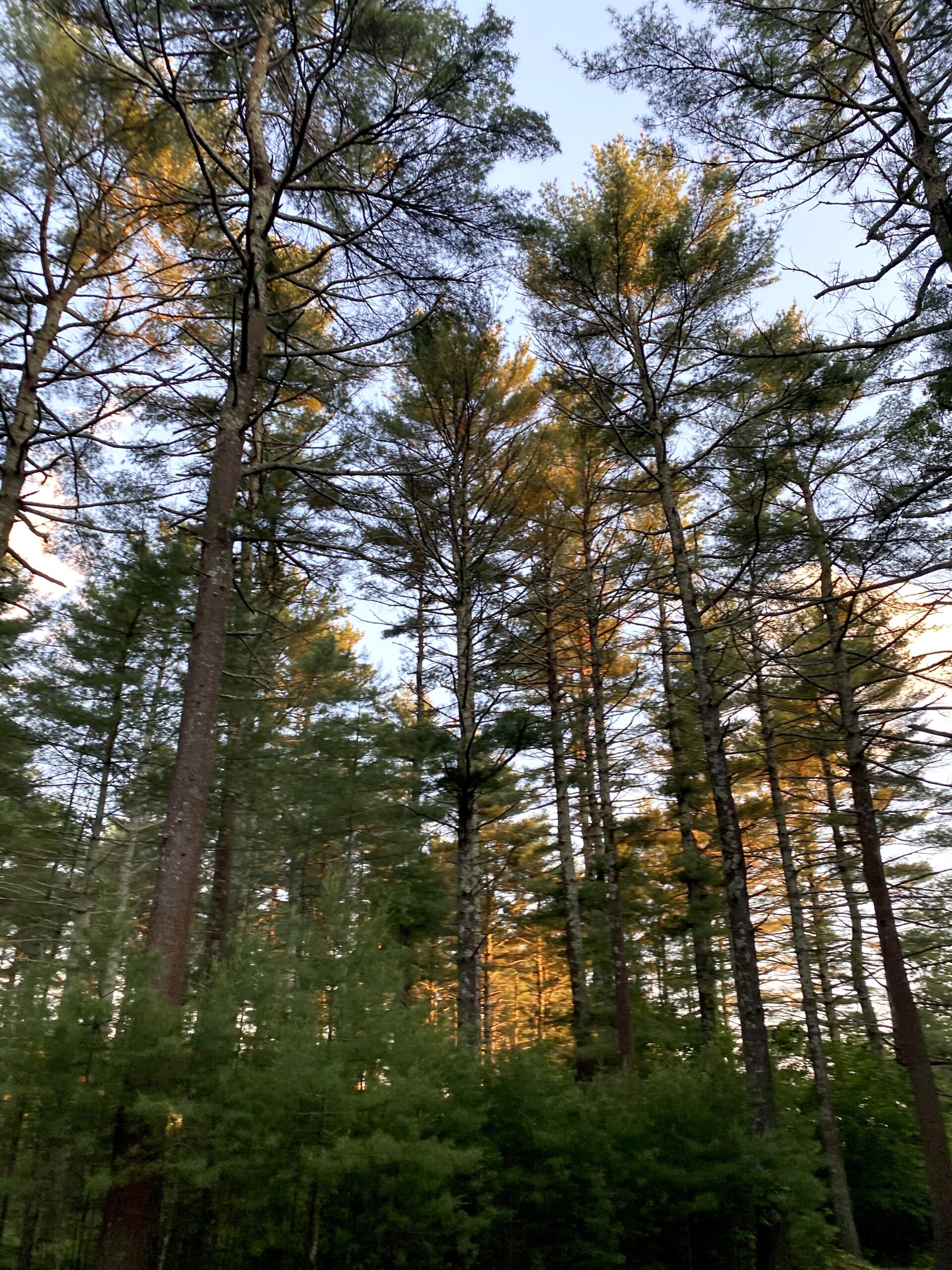 Pachaug Forest hiking trails where to stay lodging